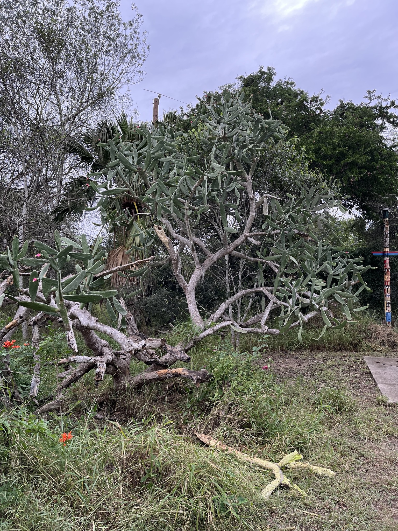 Opuntia cochenillifera